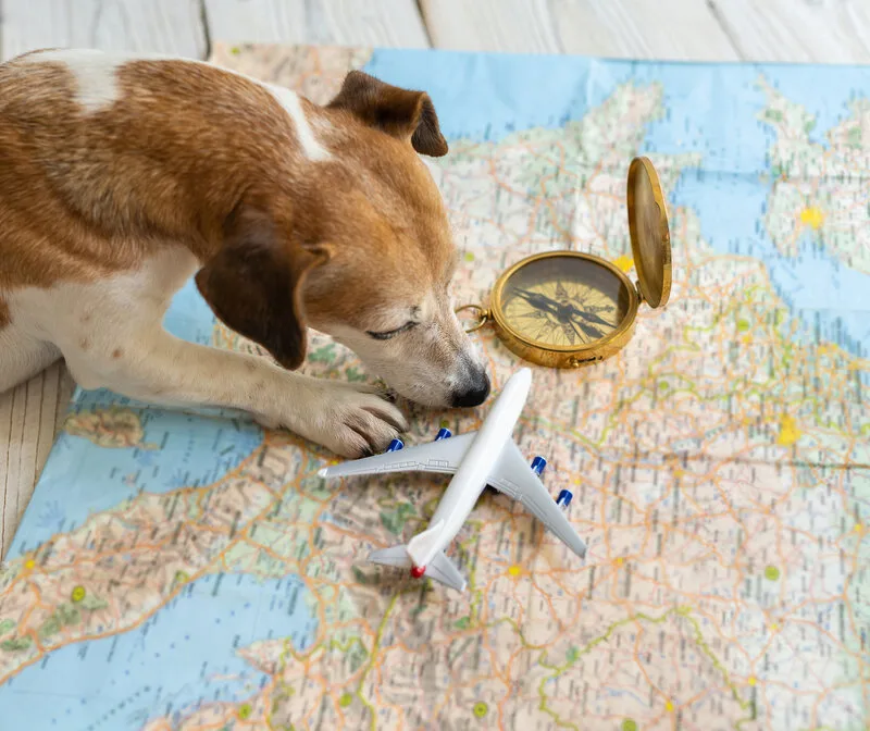 Dog planning a journey with map and plane