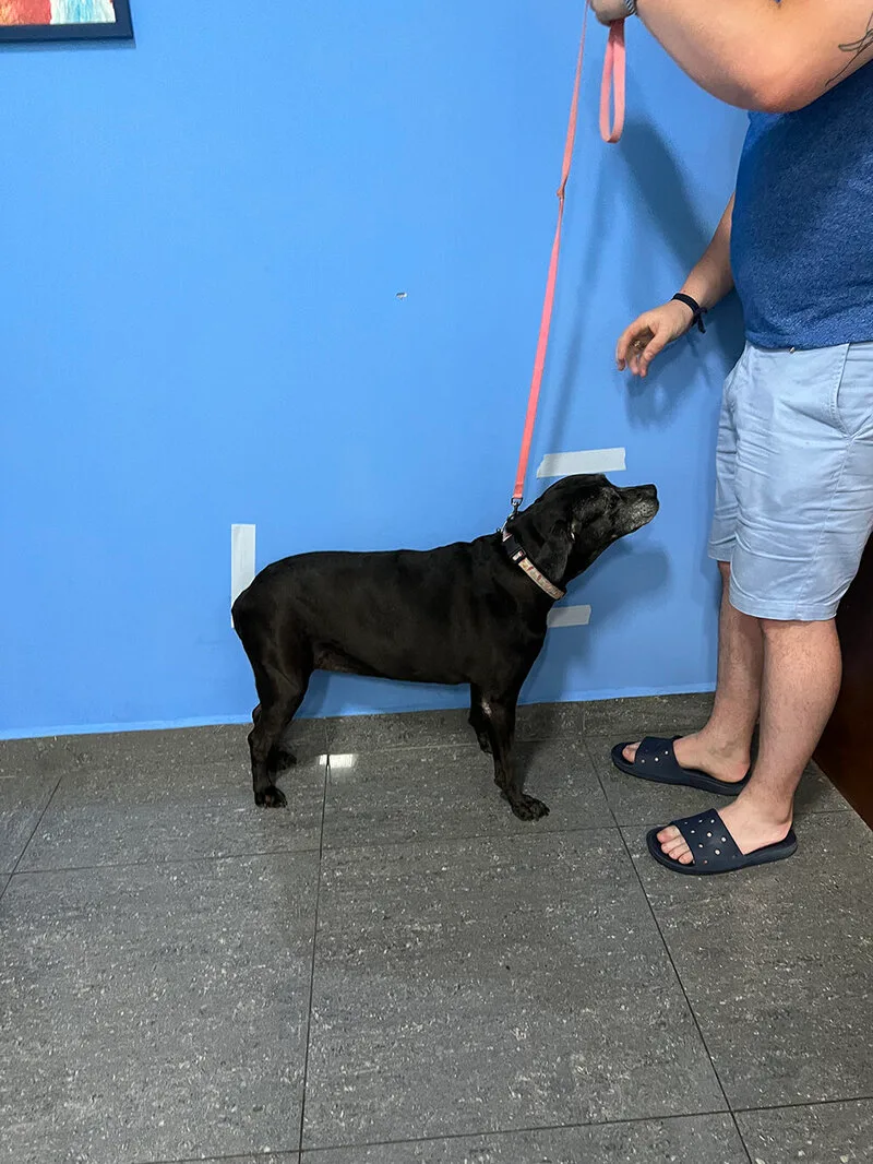 Does Your Pet Measure Up?