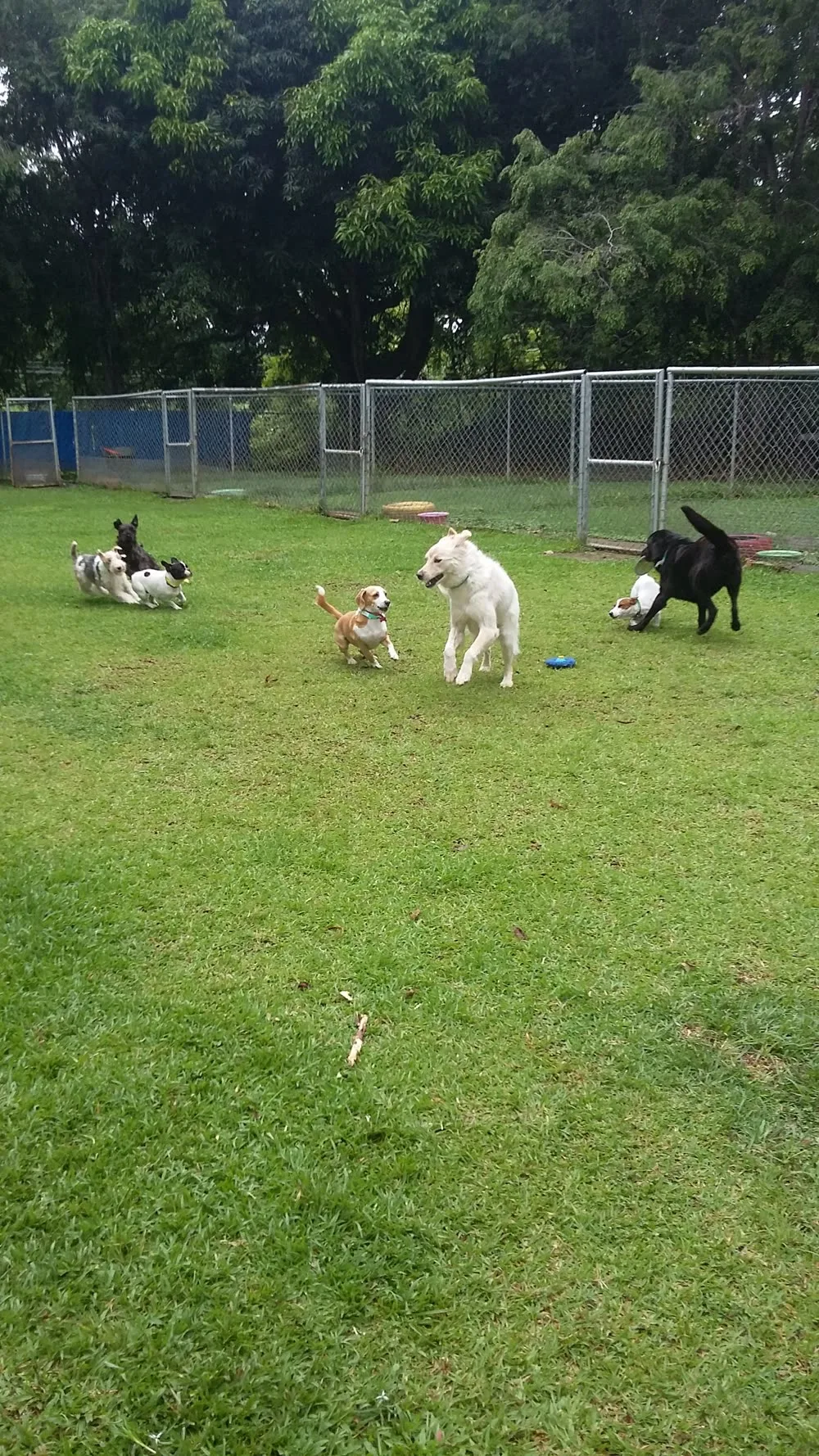 Ubicación solo para perros