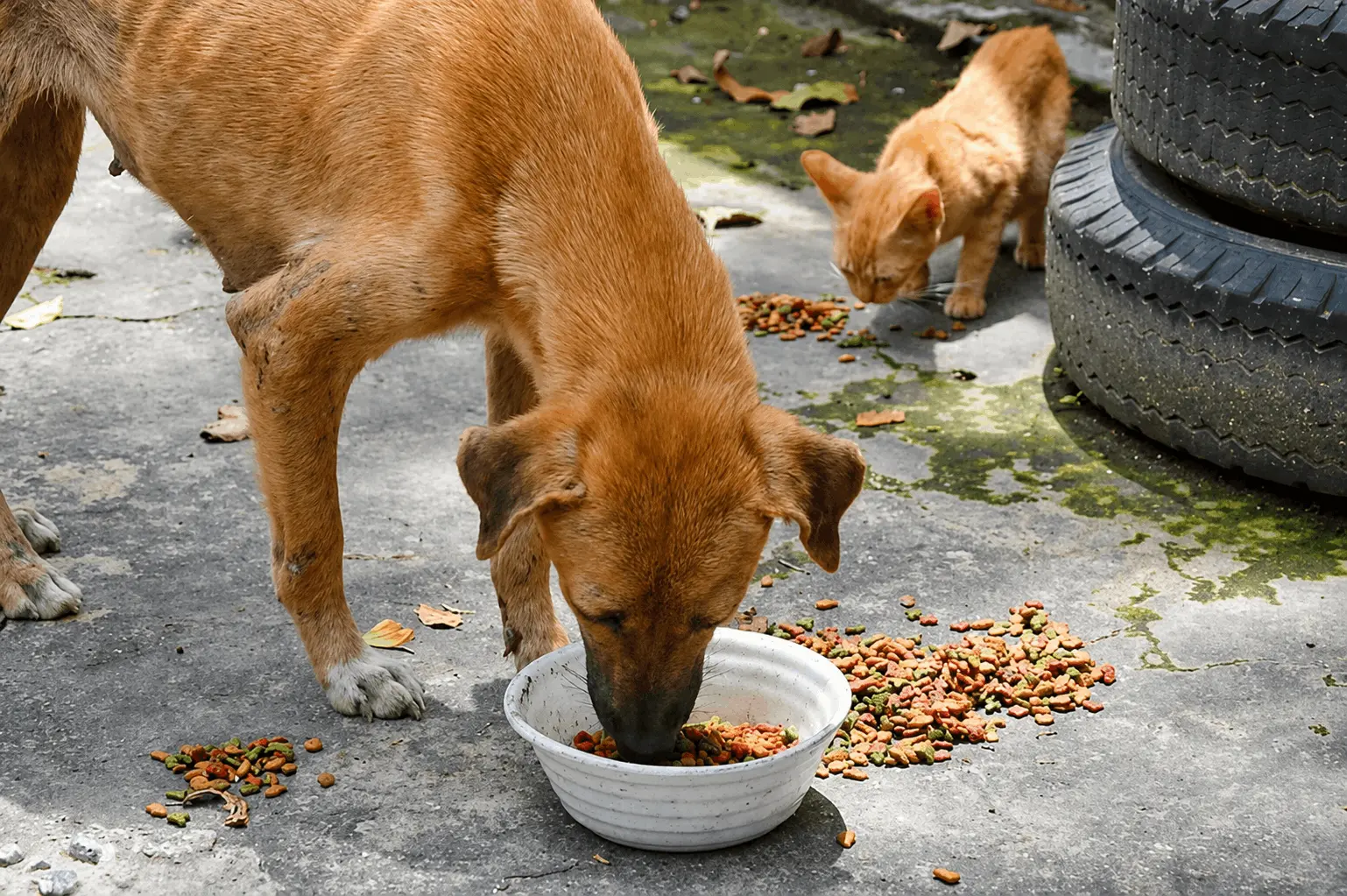 Rescue pets being cared for